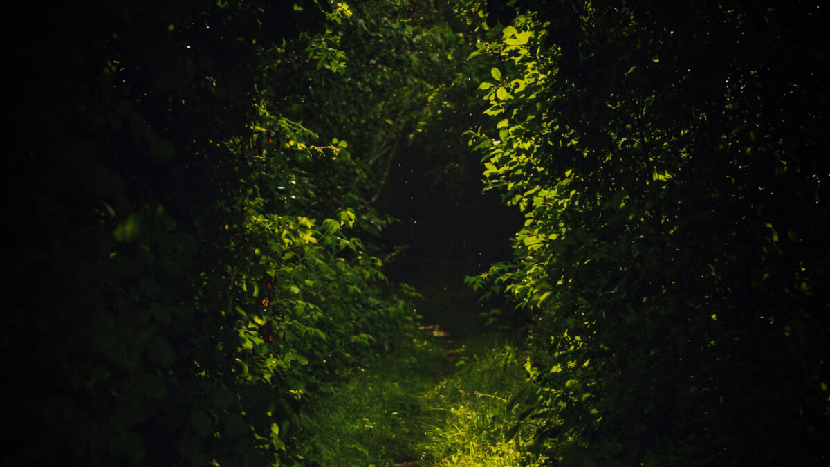 Tara Meditation: Experience the Mystery in Beauty