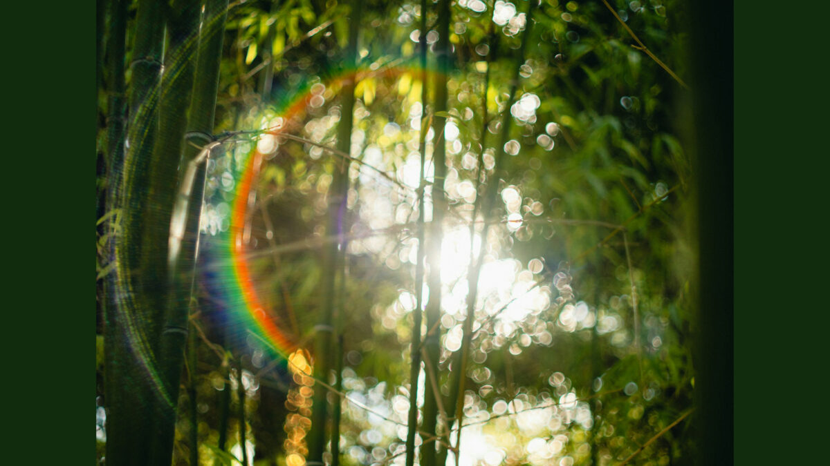 Tara Meditation: Joy – Your Soul’s Experience of You