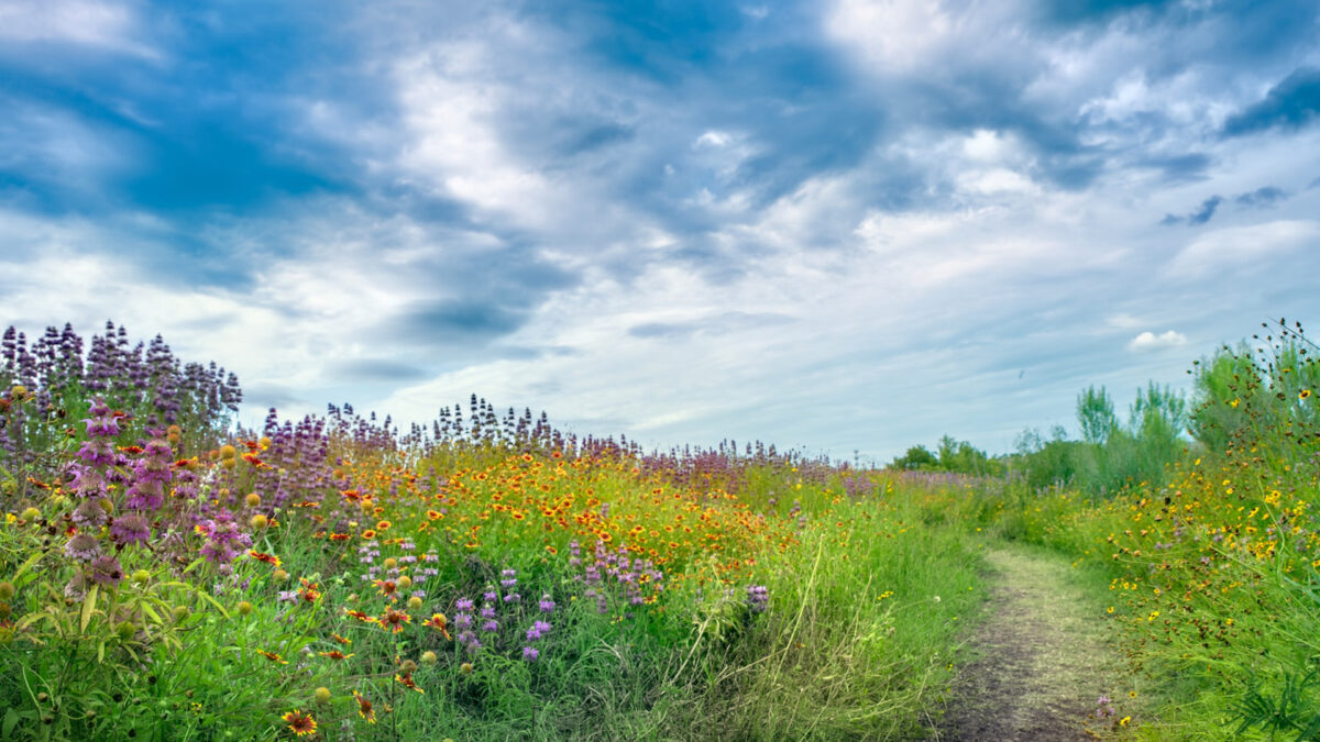 Tara Meditation: Restoring Your True Will