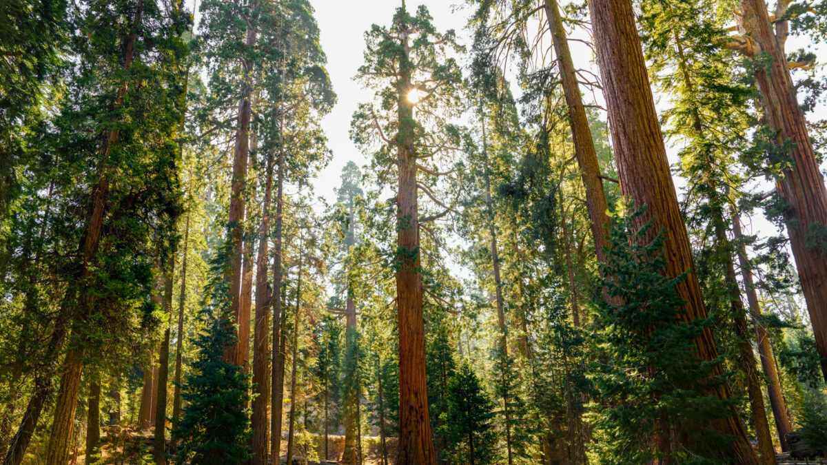 Tara Meditation: Enter the Sacred – Gathering Worth and Love