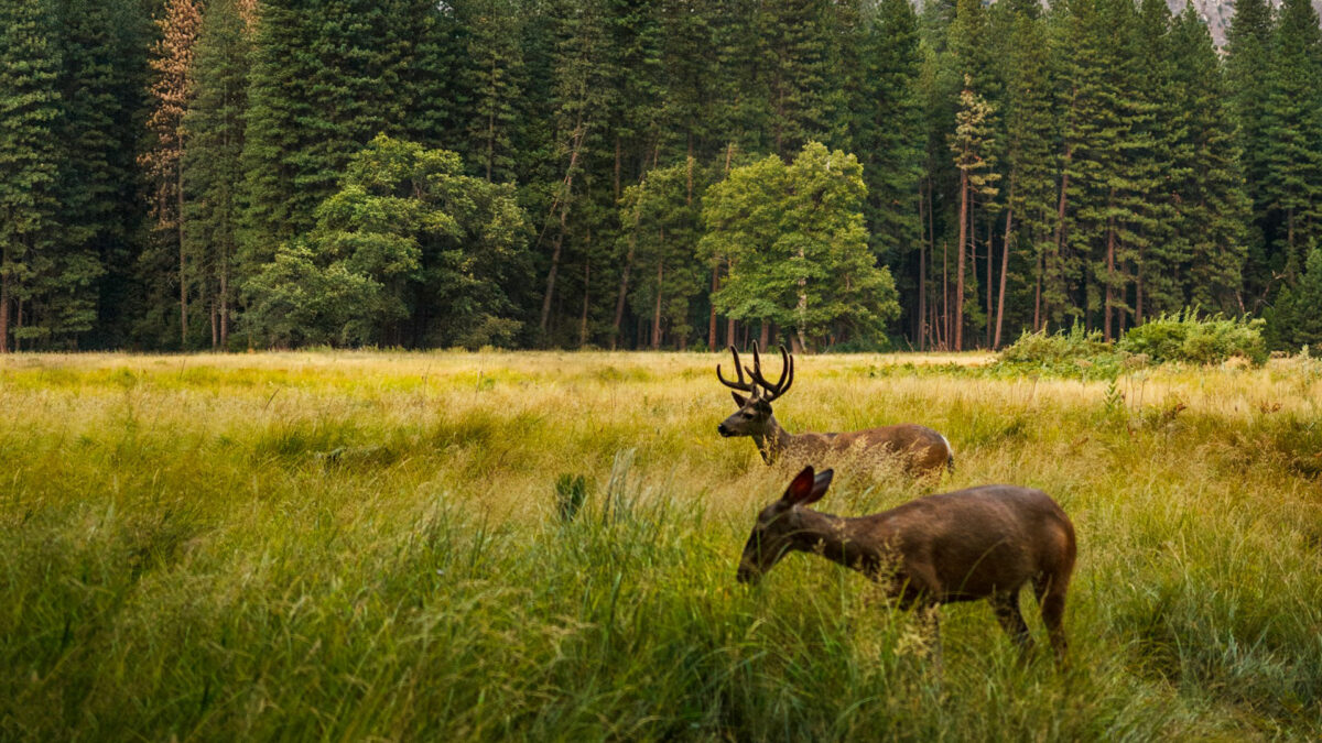Tara Meditation: Letting Go – Preparing for Equinox